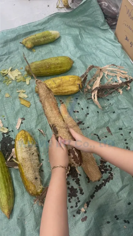 Freshly harvested loofah peeled by hand — no chemical treatment