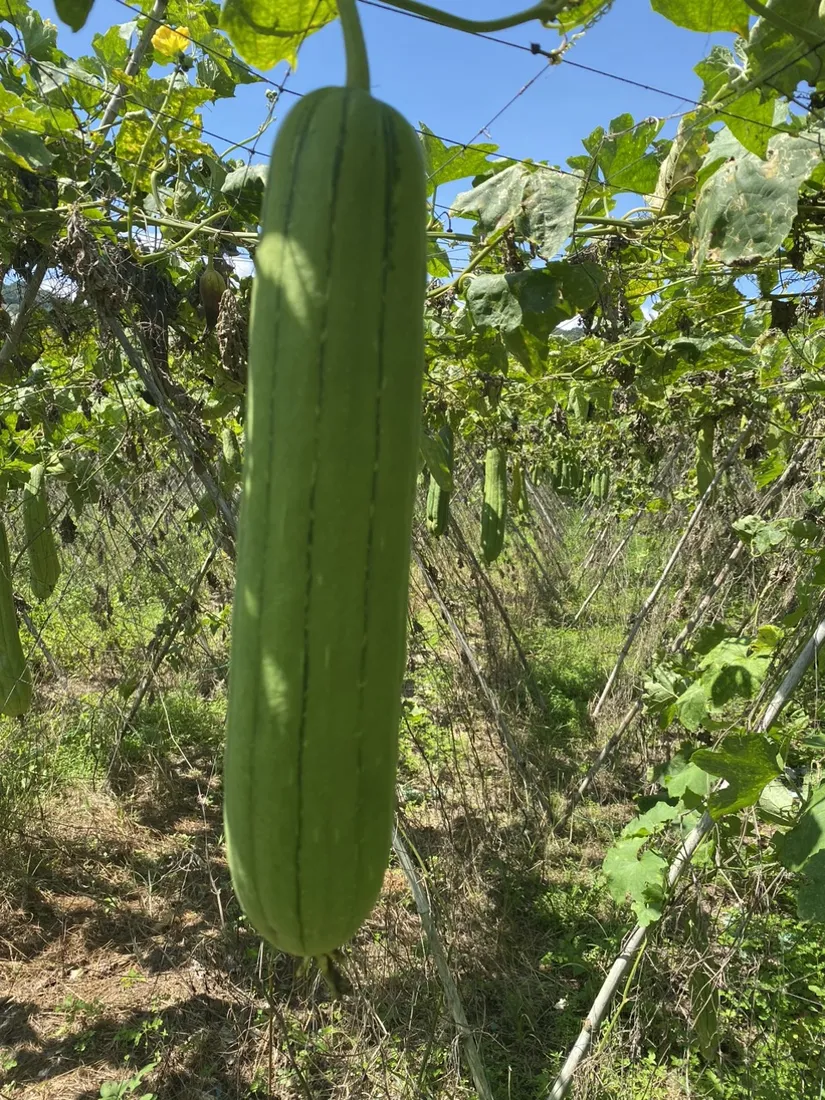Loofah gourd growing on the vine