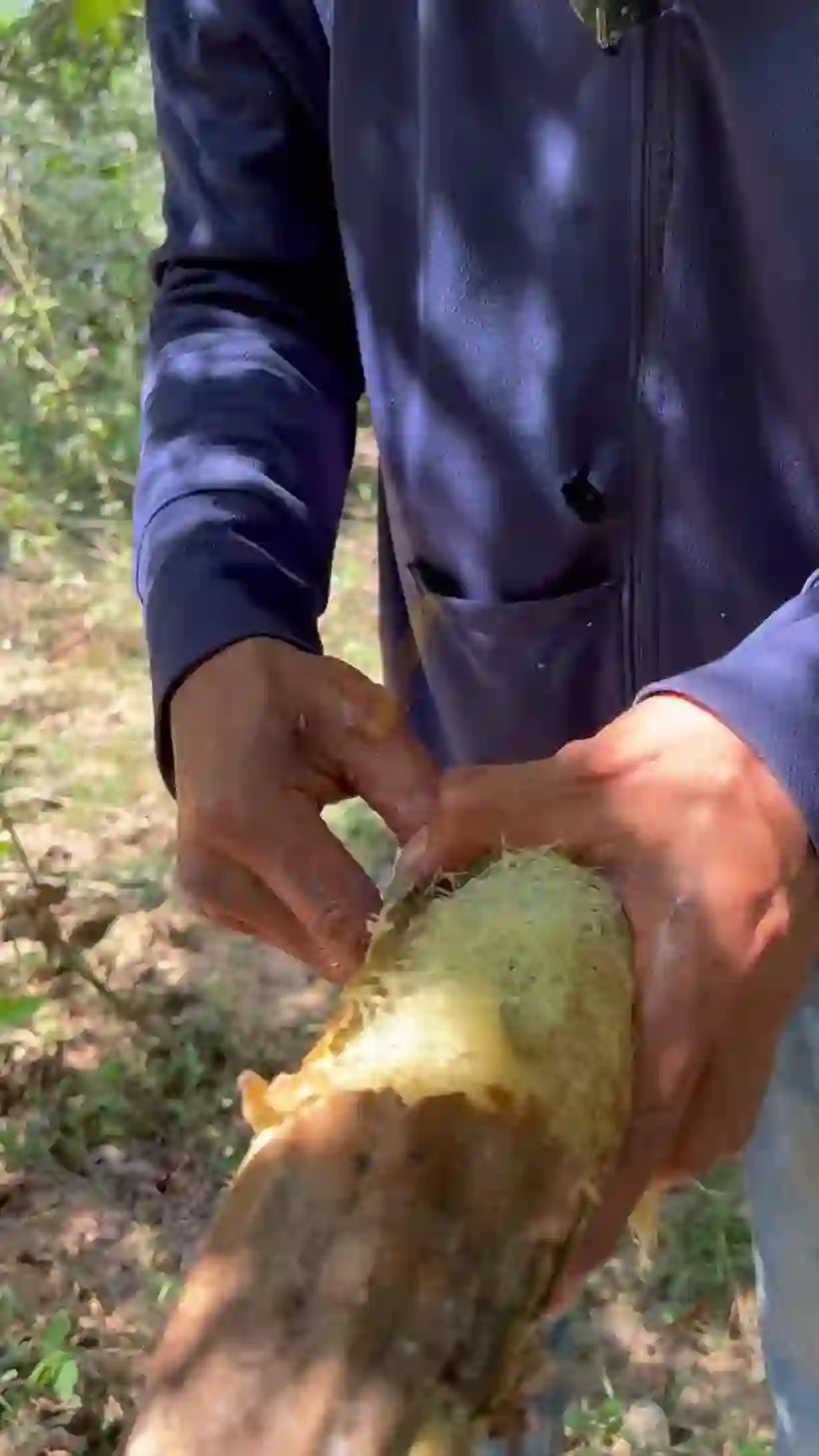 A farmer peeling a loofah gourd by hand in Central Vietnam