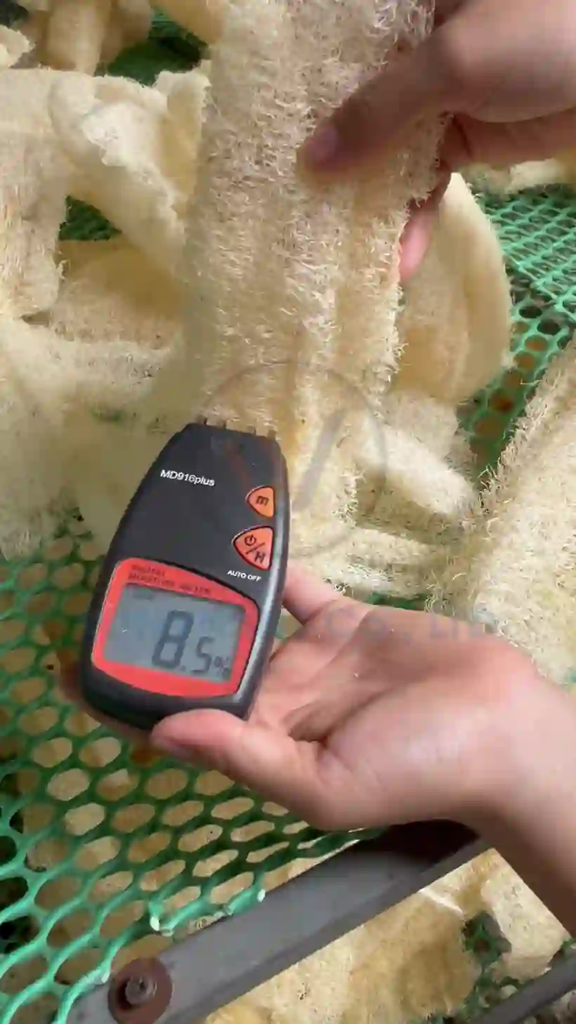 Digital moisture meter reading 8.5% on natural loofah fibre